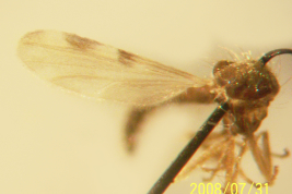 photomicrograph male type (BMNH)