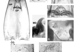 microfotografía  larva detalles