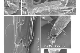microfotografía larva MEB detalles