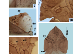 photomicrograph  pupa details