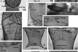 photomicrograph pupae detaills