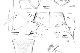 dibujos detalles pupa: cefalotorax vista lateral, operculo, organo respiratorio, 4 segmento abdominal, tuberculos del 4 segmento, segmento caudal de la hembra vista ventral