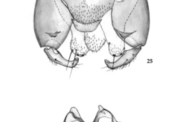 dibujos adulto macho, genitalia, parámeros 