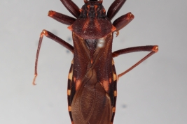 <i>Opisthacidius pertinax</i> colectada en Chaco, Argentina (MLP), by V. Castro-Huertas