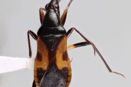 <i>Pagasa signatipennis</i> from Chaco, Argentina (MLP), by V. Castro-Huertas