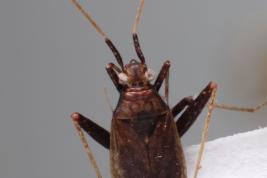 <i>Phytocoris cylapinus</i> from Chaco, Argentina (MLP)