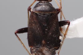 <i>Polymerus testaceipes</i> from Chaco, Argentina (MLP)