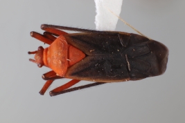 <i>Prepops nitidipennis</i> from Chaco, Argentina (MLP)