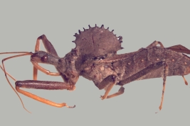 <i>Arilus carinatus</i> del P.N. Iguazu, Misiones. 