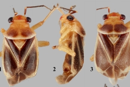 <i>Carpinteriella diegoi</i>, Male, dorsal aspect. 2, Male, lateral aspect. 3, Female, dorsal aspect. (Tomado de Henry 2025)