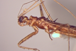 Lateral view of male holotype. 