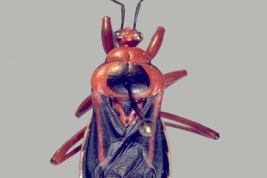 <i>Brontostoma discus</i> from P.N. Iguazu, Misiones. 