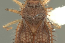 <i>Acanthocheila armigera </i> (Stål, 1958), Female, dorsal view