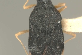 <i>Amblystira silvicola </i> Drake 1922, Female, dorsal view