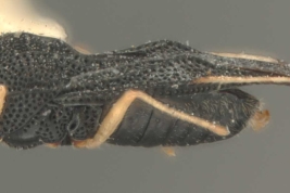 <i>Amblystira silvicola </i> Drake 1922, Hembra, vista lateral