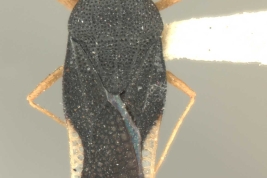 <i>Amblystira silvicola </i> Drake 1922, Male, dorsal view