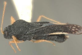 <i>Amblystira silvicola </i> Drake 1922, Male, lateral view