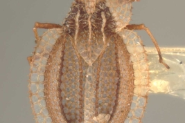 Baeotingis oglobini Drake & Poor 1939, Hembra, vista dorsal