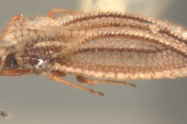 Baeotingis oglobini, Hembra, vista lateral
