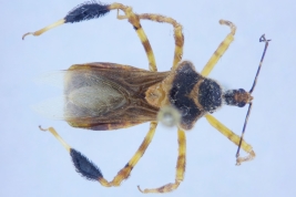 <i>Notocyrtus dispersus</i> Carvalho & Costa, 1992. Vista dorsal