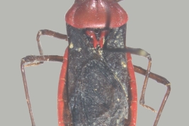 <i>Cricetopareis paraguaya</i> del P.N. Iguazú, Misiones