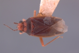 (USNM)- Foto tomada por Eugenia Minghetti con permiso del National Museum of Natural History (USNM), Smithsonian Institution, Washington, D.C.