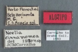 (USNM)- Foto tomada por Eugenia Minghetti con permiso del National Museum of Natural History (USNM), Smithsonian Institution, Washington, D.C.