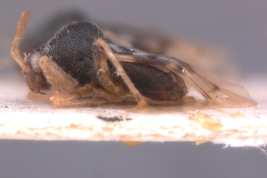 (USNM)- Foto tomada por Eugenia Minghetti con permiso del National Museum of Natural History (USNM), Smithsonian Institution, Washington, D.C.