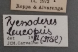 (USNM)- Foto tomada por Eugenia Minghetti con permiso del National Museum of Natural History (USNM), Smithsonian Institution, Washington, D.C.