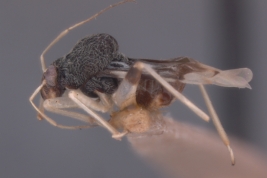 (USNM)- Foto tomada por Eugenia Minghetti con permiso del National Museum of Natural History (USNM), Smithsonian Institution, Washington, D.C.