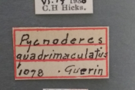 (USNM)- Foto tomada por Eugenia Minghetti con permiso del National Museum of Natural History (USNM), Smithsonian Institution, Washington, D.C.