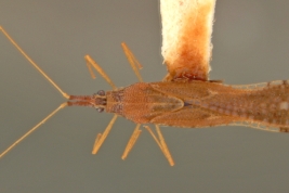 <i> Campylotingis machaerii </i>, Paratipo Hembra [USNM], vista dorsal