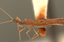 <i> Campylotingis machaerii </i>, Paratipo Hembra [USNM], vista lateral