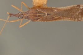 <i> Campylotingis machaerii </i>, Paratipo Macho [USNM], vista dorsal