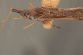 <i> Campylotingis machaerii </i>, Male Paratype [USNM], lateral view