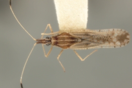 <i> Campylotingis prudens </i>, Female Paratype [USNM], dorsal view