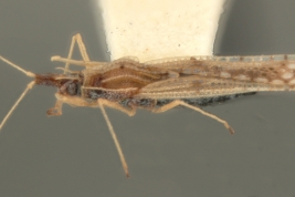 <i> Campylotingis prudens </i>, Female Paratype [USNM], lateral view