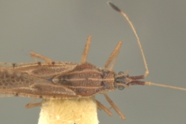 <i> Campylotingis prudens</i>, Male Paratype [USNM], dorsal view