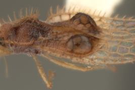 <i>Carvalhotingis nexa </i>, Female, lateral view