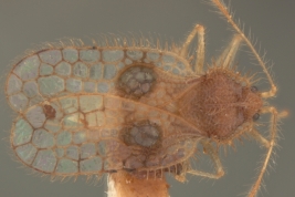 <i> Carvalhotingis visenda </i>, Female Paratype [USNM], dorsal view
