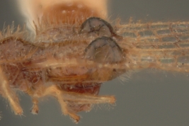 <i> Carvalhotingis visenda </i>, Paratipo hembra [USNM], vista lateral .