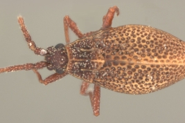 <i> Colepterodes brunnea</i> Drake & Poor 1938, Macho, vista dorsal 