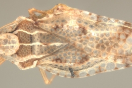 <i> Corythaica bosqi </i> Monte 1938, Female, dorsal view