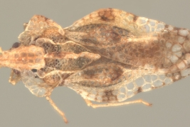 <i> Corythaica cucullata </i>, Male, dorsal view.
