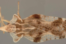 <i> Corythaica monacha </i> (Stal), Male, dorsal view.
