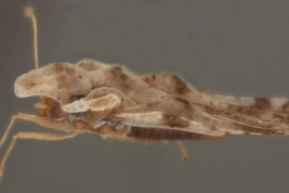 <i> Corythaica monacha </i> (Stal), Male, lateral view.