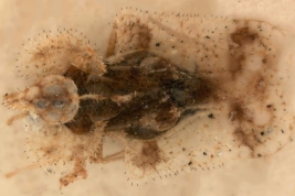 <i> Corythucha acculta </i>, Drake & Poor, Paratipo [USNM], vista dorsal.