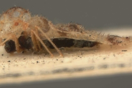 <i>Corythucha acculta </i>, Drake & Poor, Paratype [USNM], vista lateral.