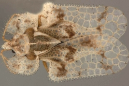 <i>Corythucha acculta </i>, Drake & Poor, male, dorsal view.