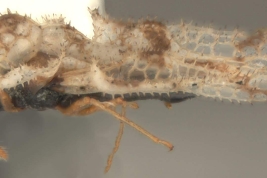 <i>Corythucha acculta </i>, Drake & Poor, macho, vista lateral.